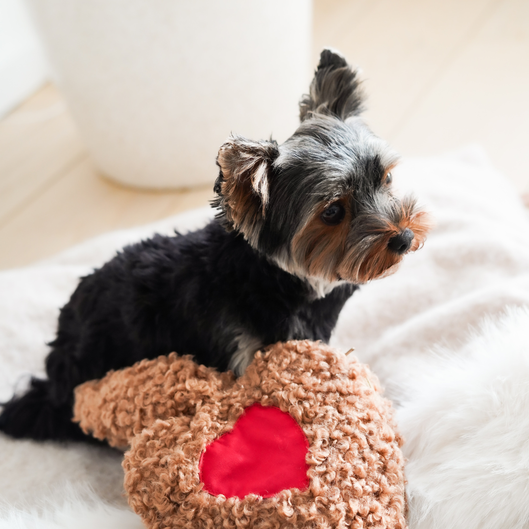 Peluche anti-anxiété pour chien