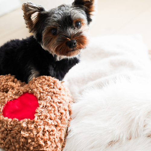 Peluche anti-anxiété pour chien