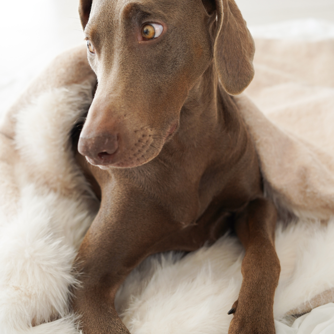 Sac de couchage Cocon pour chien et chat Beige