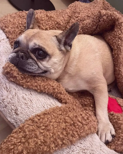 Nala @ home