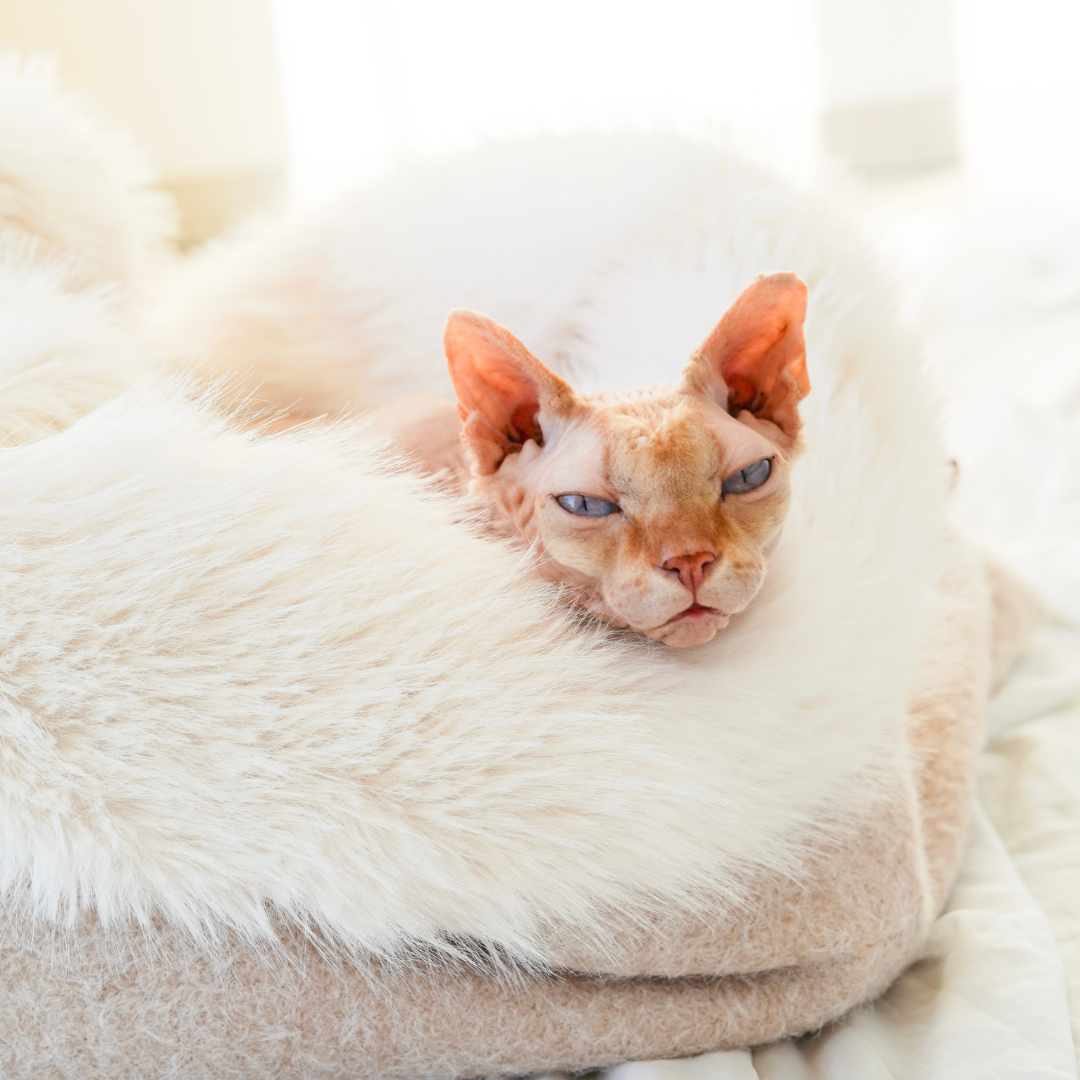 Sac de couchage Cocon pour chien et chat Beige