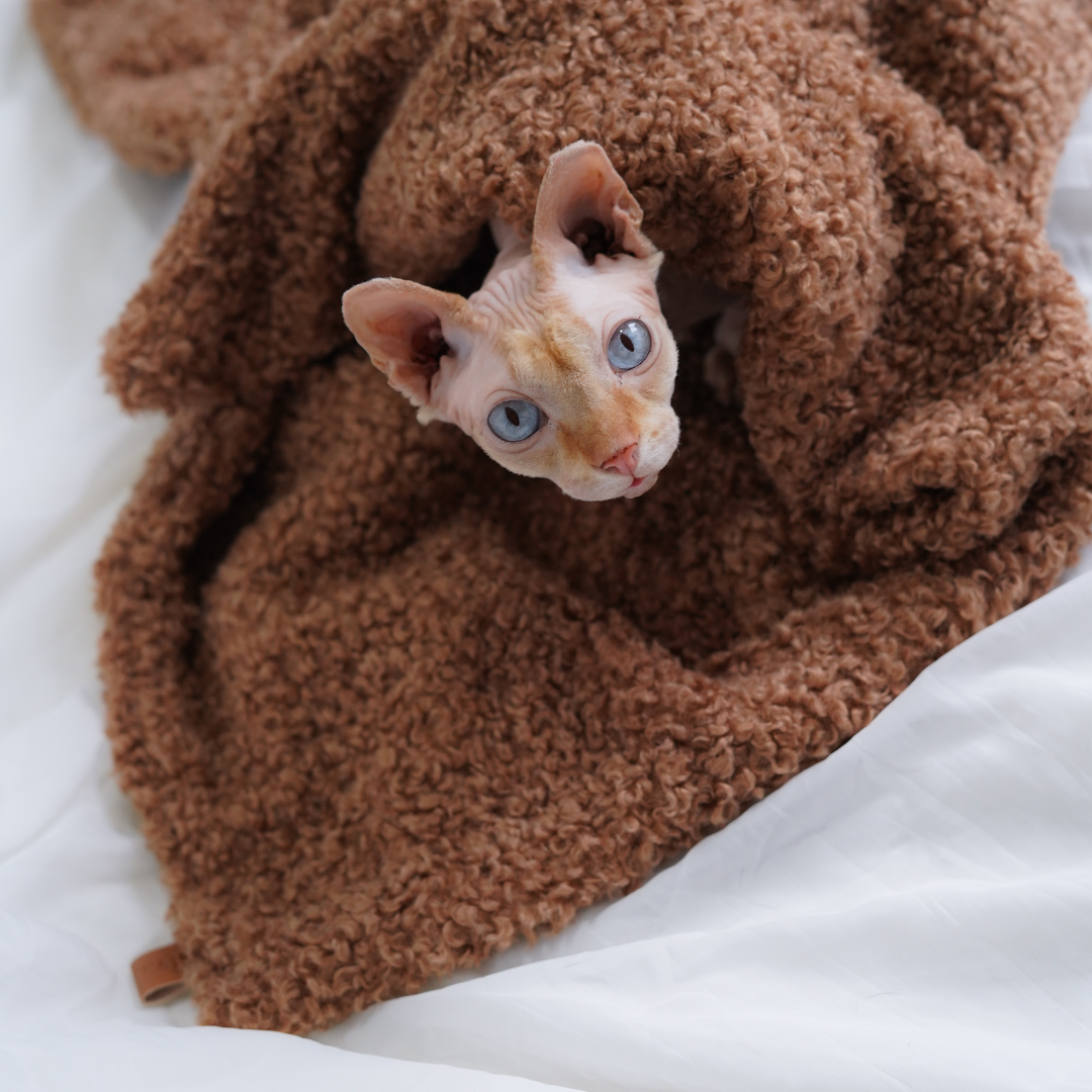 Plaid teddy pour petit chien et chat