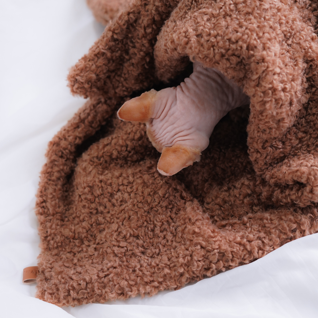 Plaid teddy pour petit chien et chat