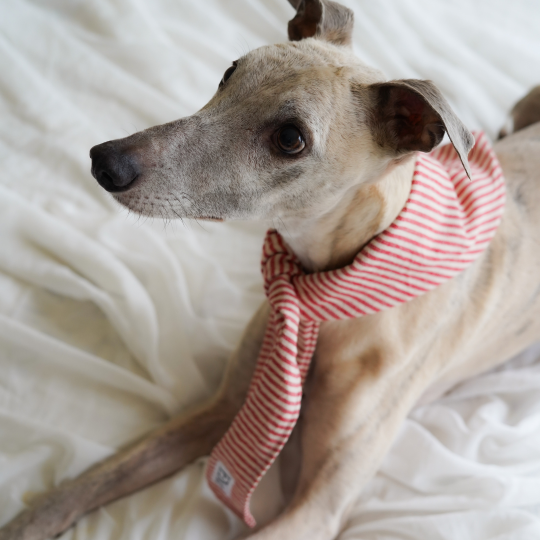 Bandana pour chien en coton français rouge 