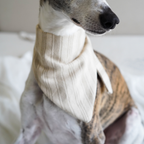 Bandana pour chien en coton français beige