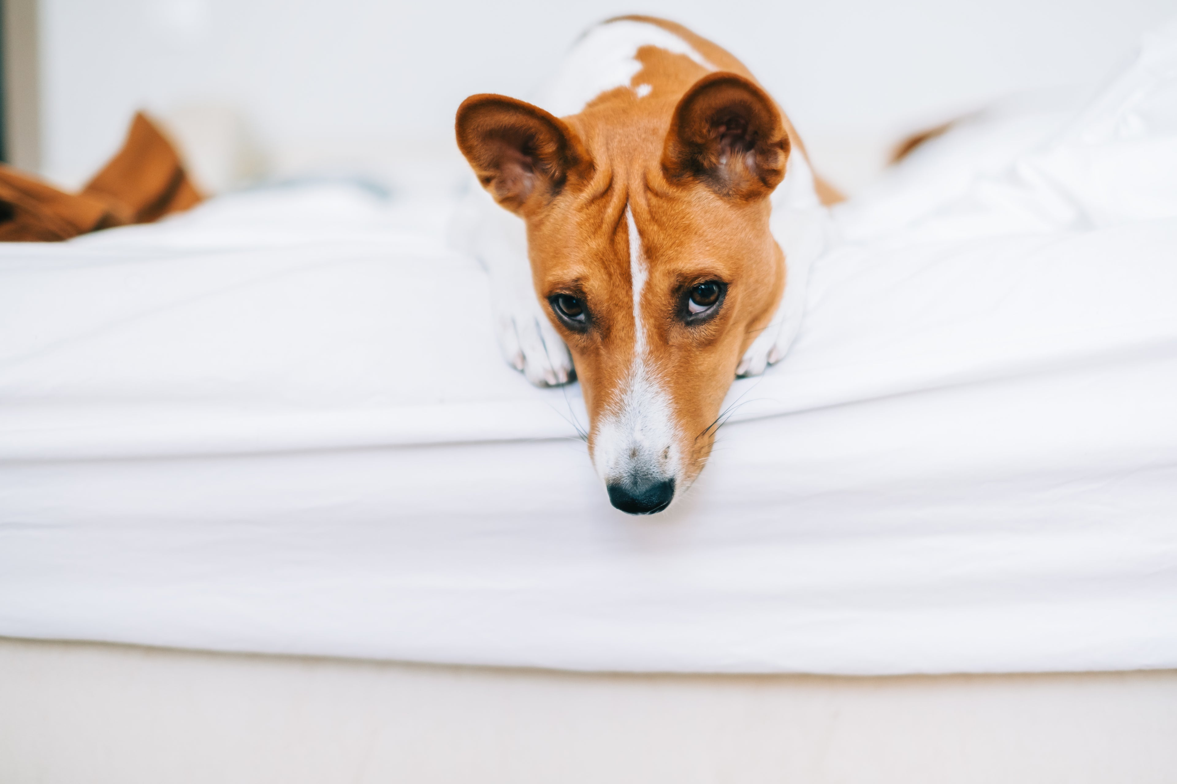 Chien pleurant et aboyant, anxieux pendant que son propriétaire s’absente