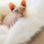Chat reposant dans un cocon beige et blanc, doux et chaud pour un confort maximal