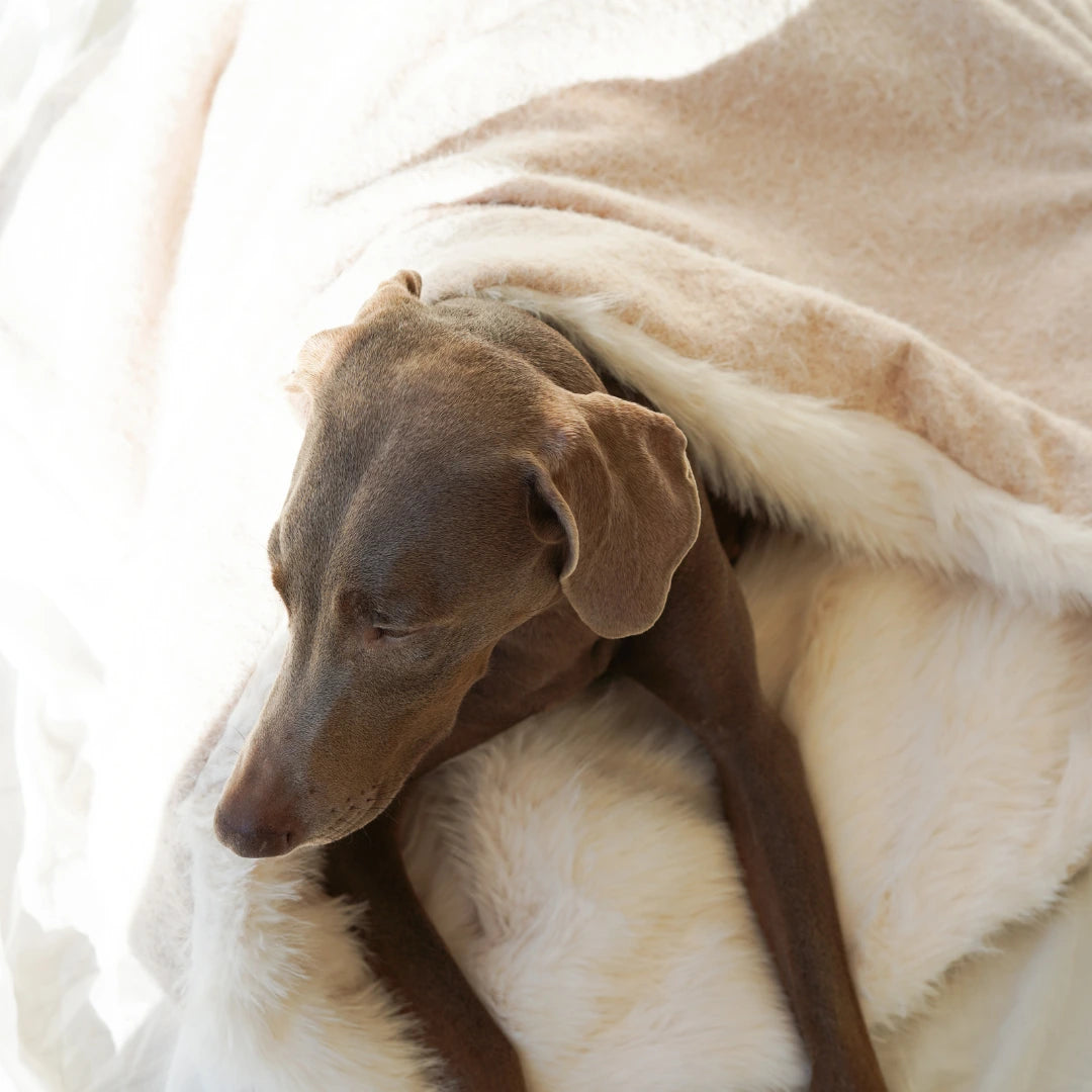Sac de couchage Cocon pour chien et chat Beige