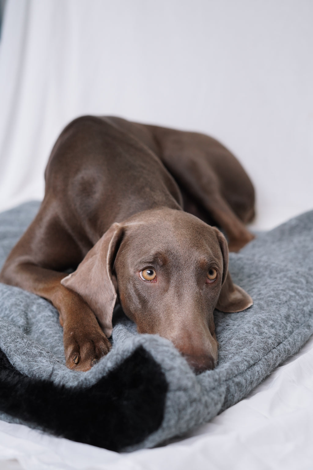Sac de couchage Gigoteuse pour chien et chat
