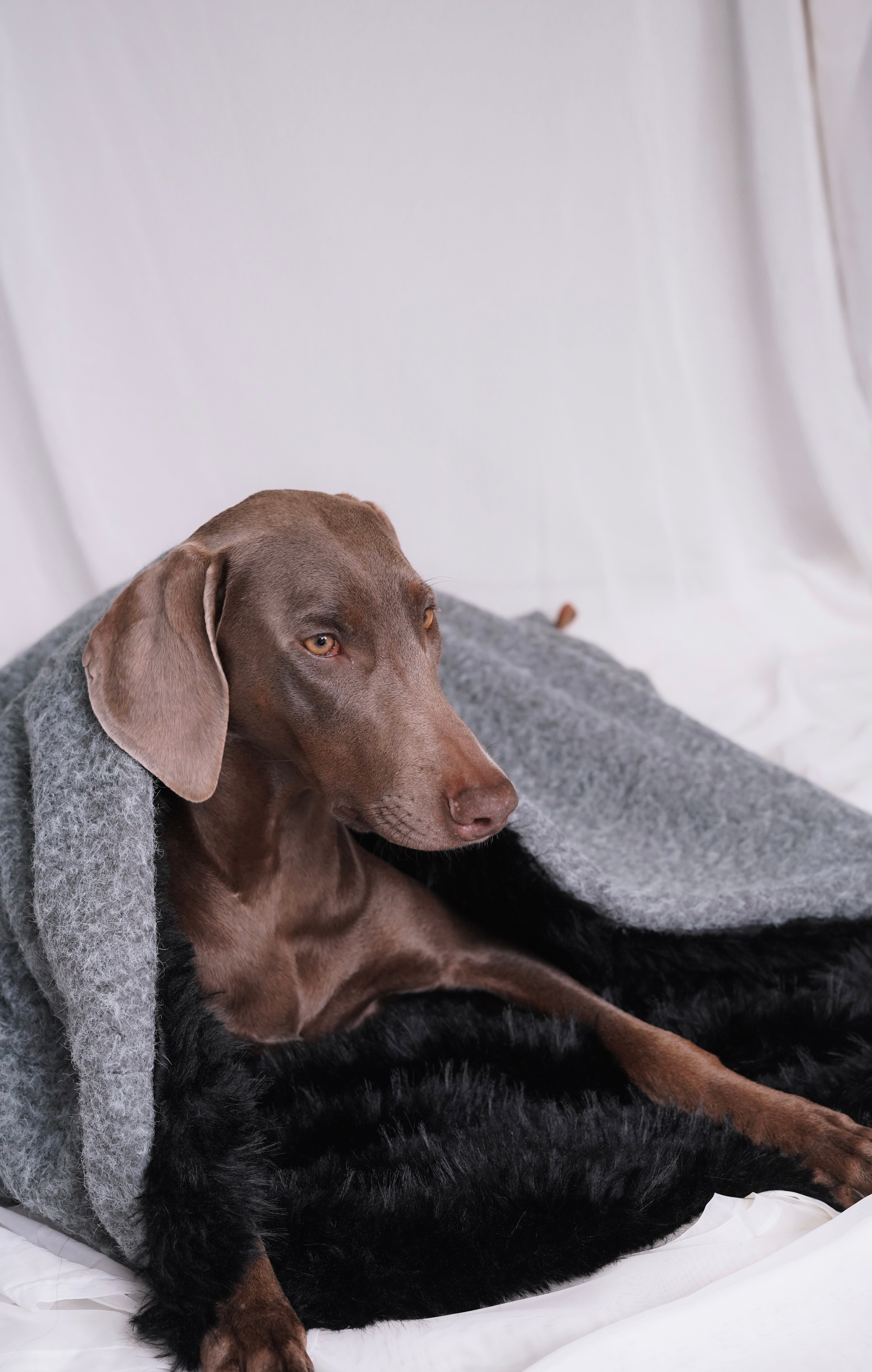 Sac de couchage Gigoteuse pour chien et chat