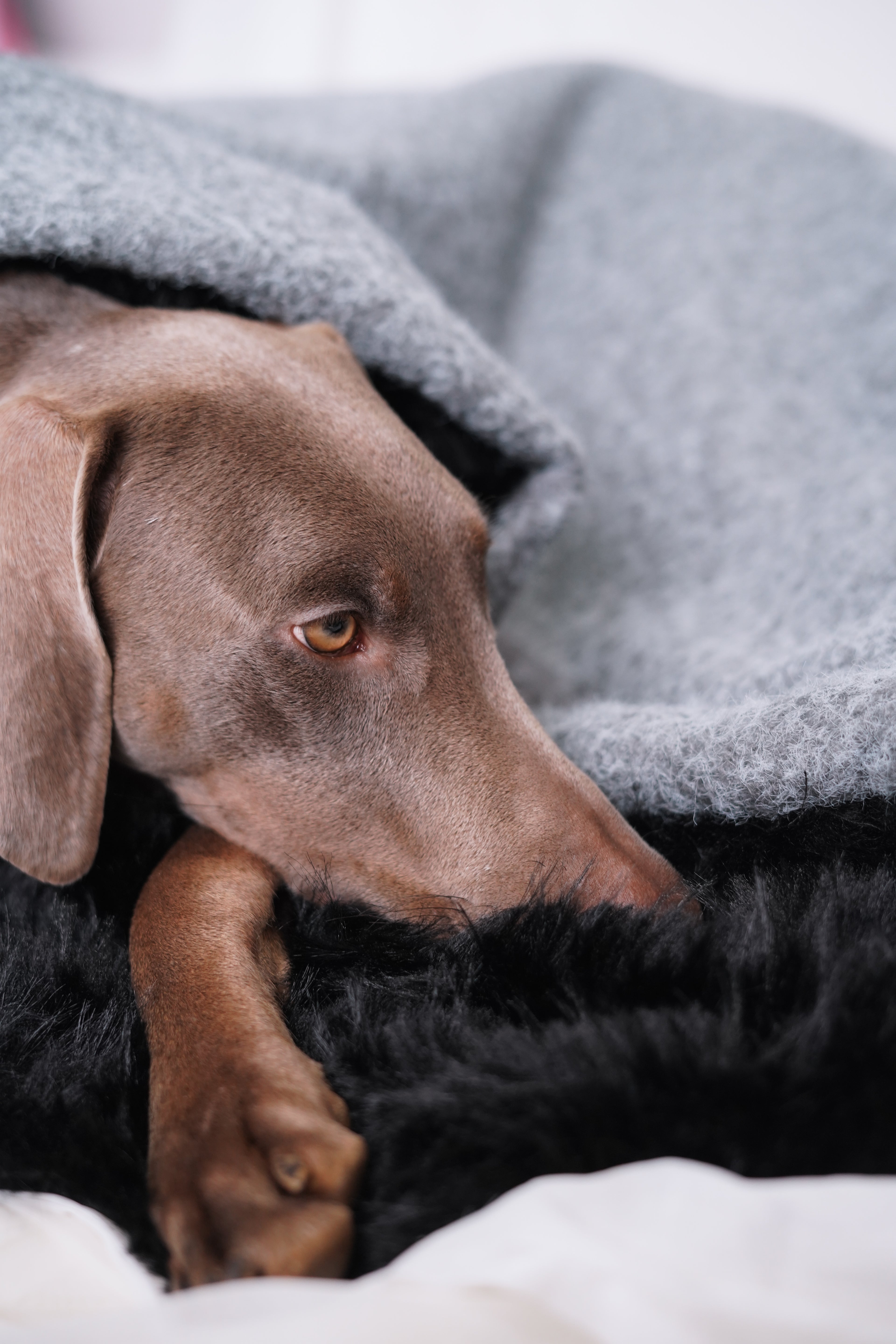 Sac de couchage Gigoteuse pour chien et chat