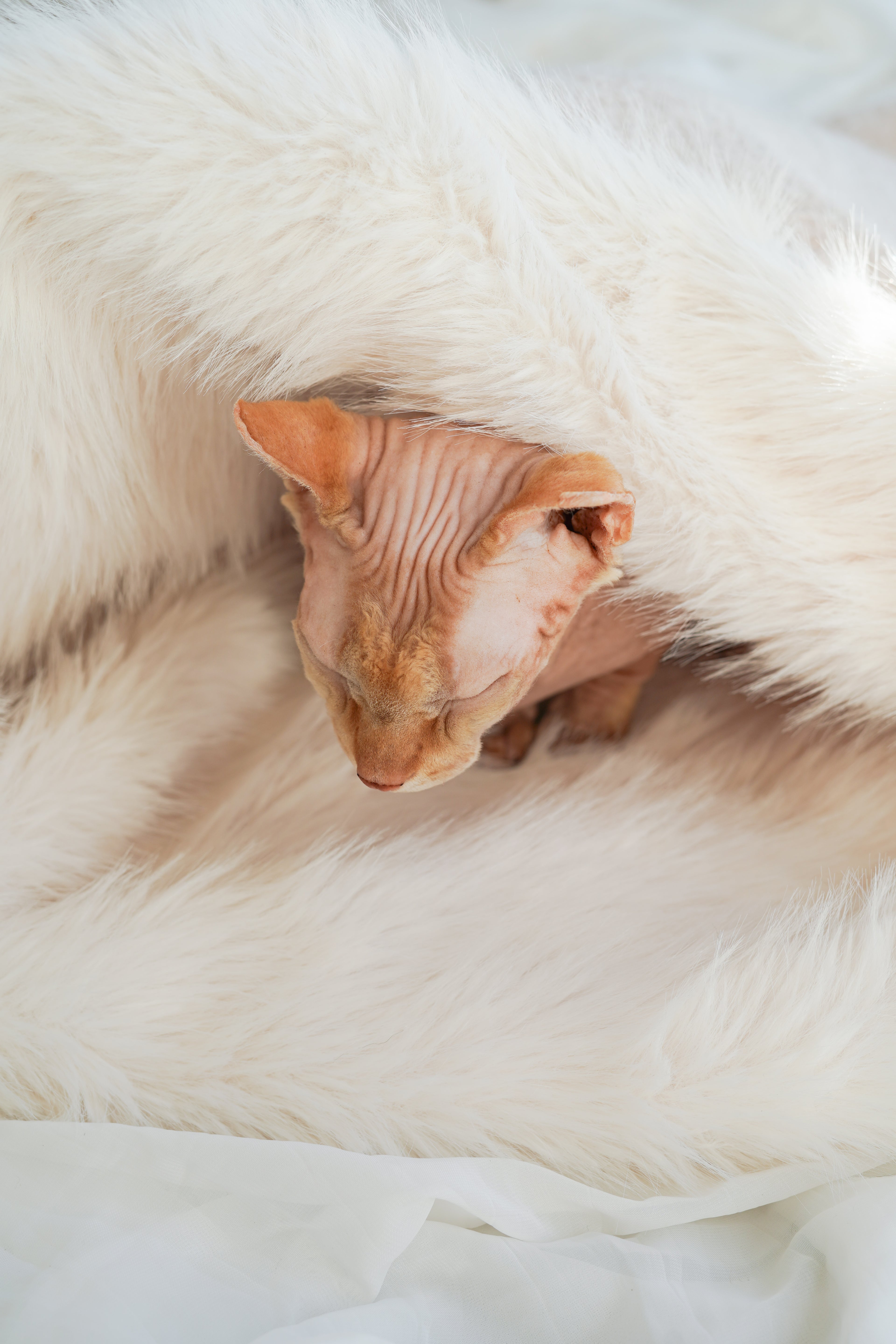 Sac de couchage Gigoteuse pour chien et chat