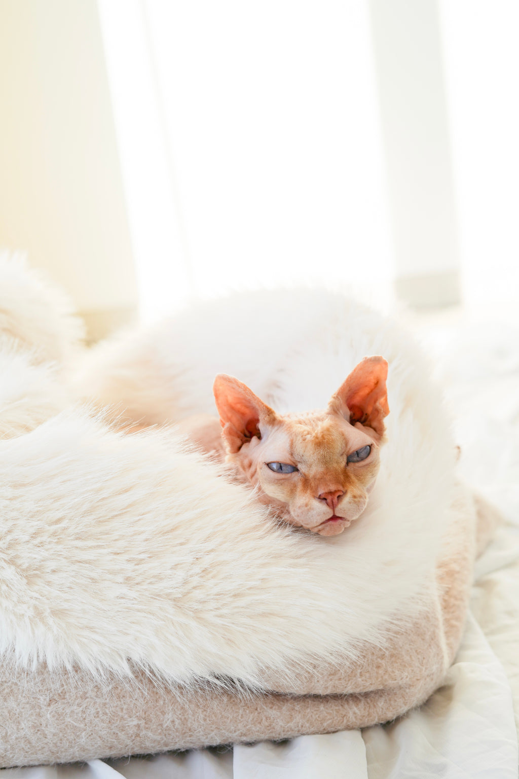 Sac de couchage Gigoteuse pour chien et chat