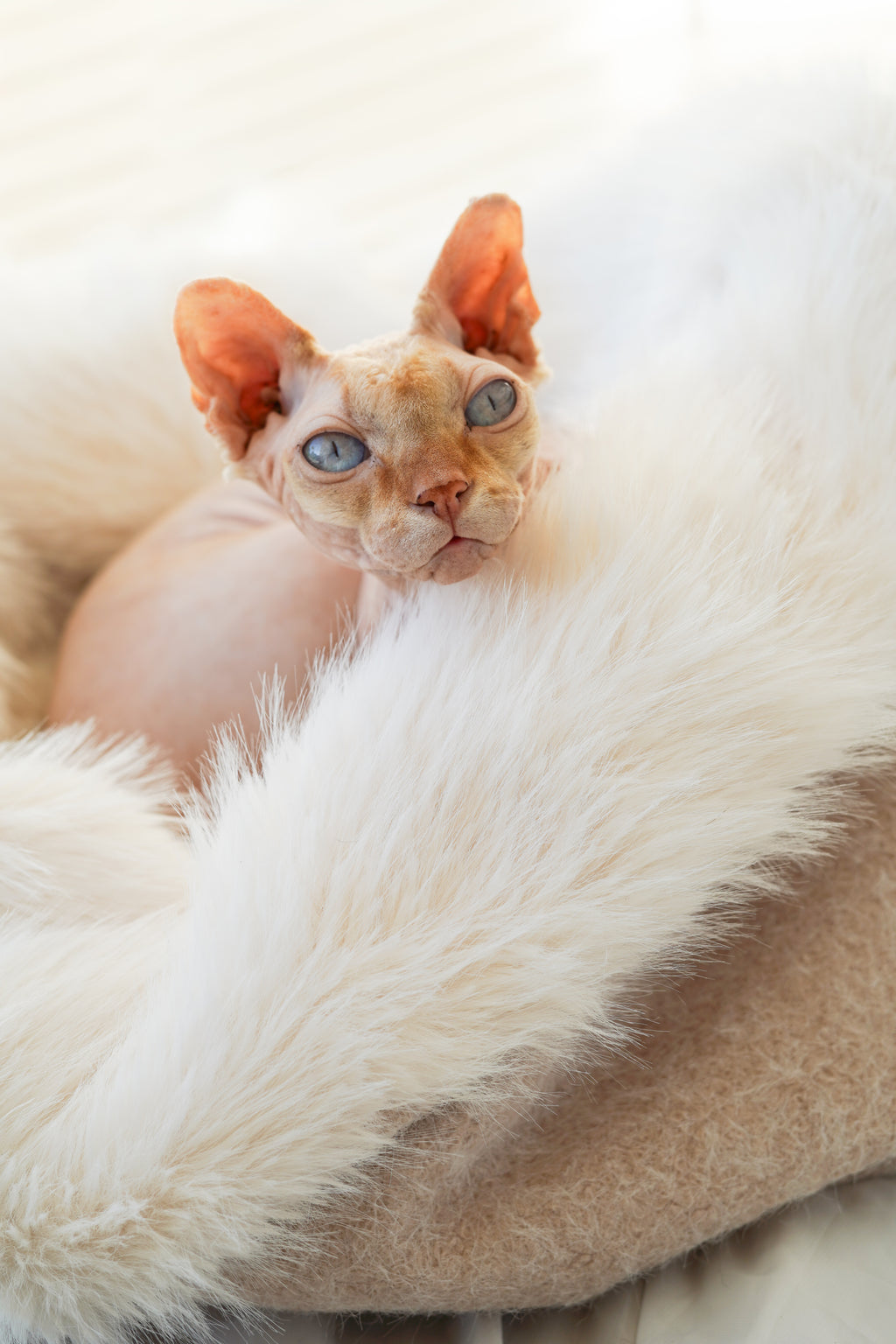 Sac de couchage Gigoteuse pour chien et chat