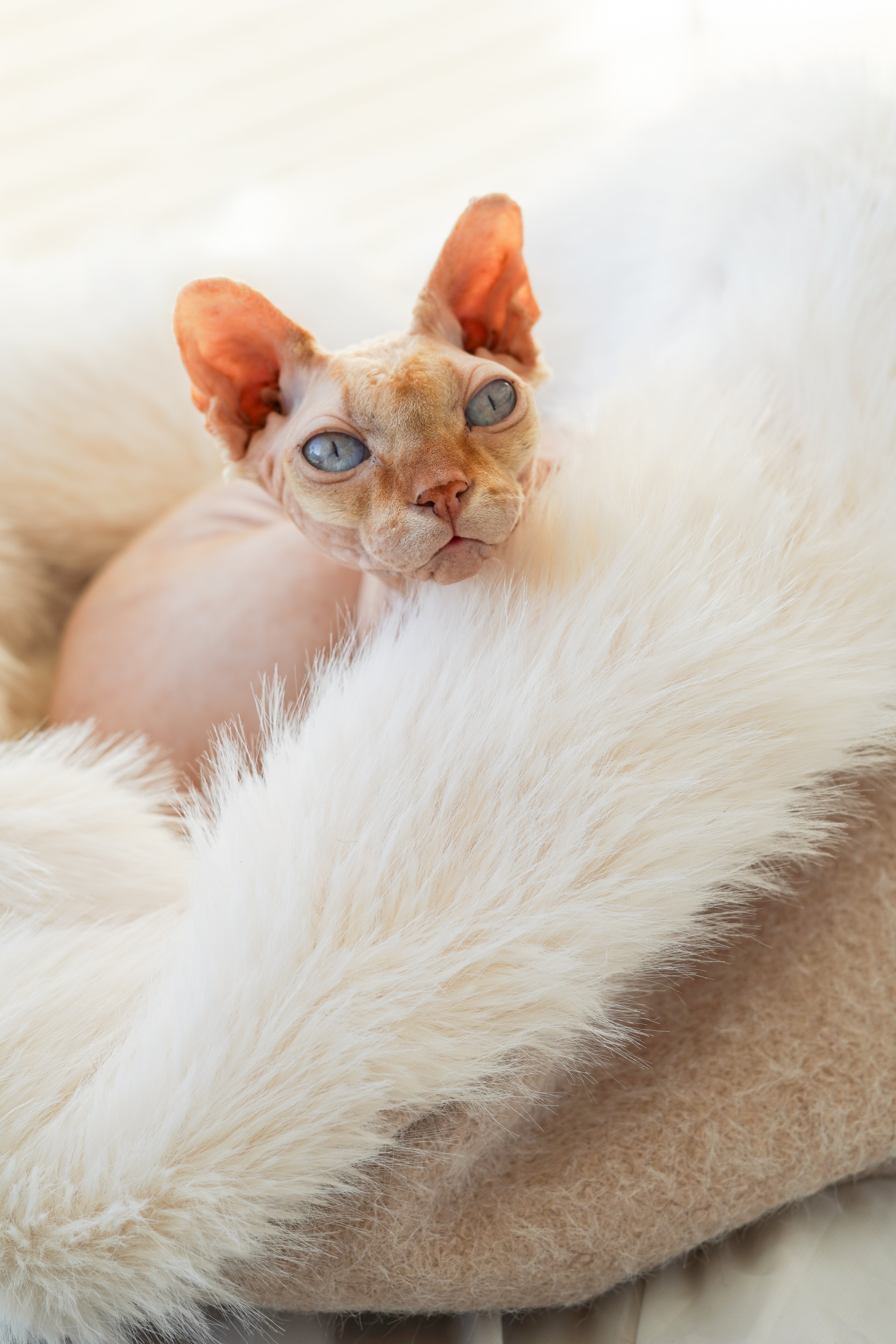 Sac de couchage Gigoteuse pour chien et chat