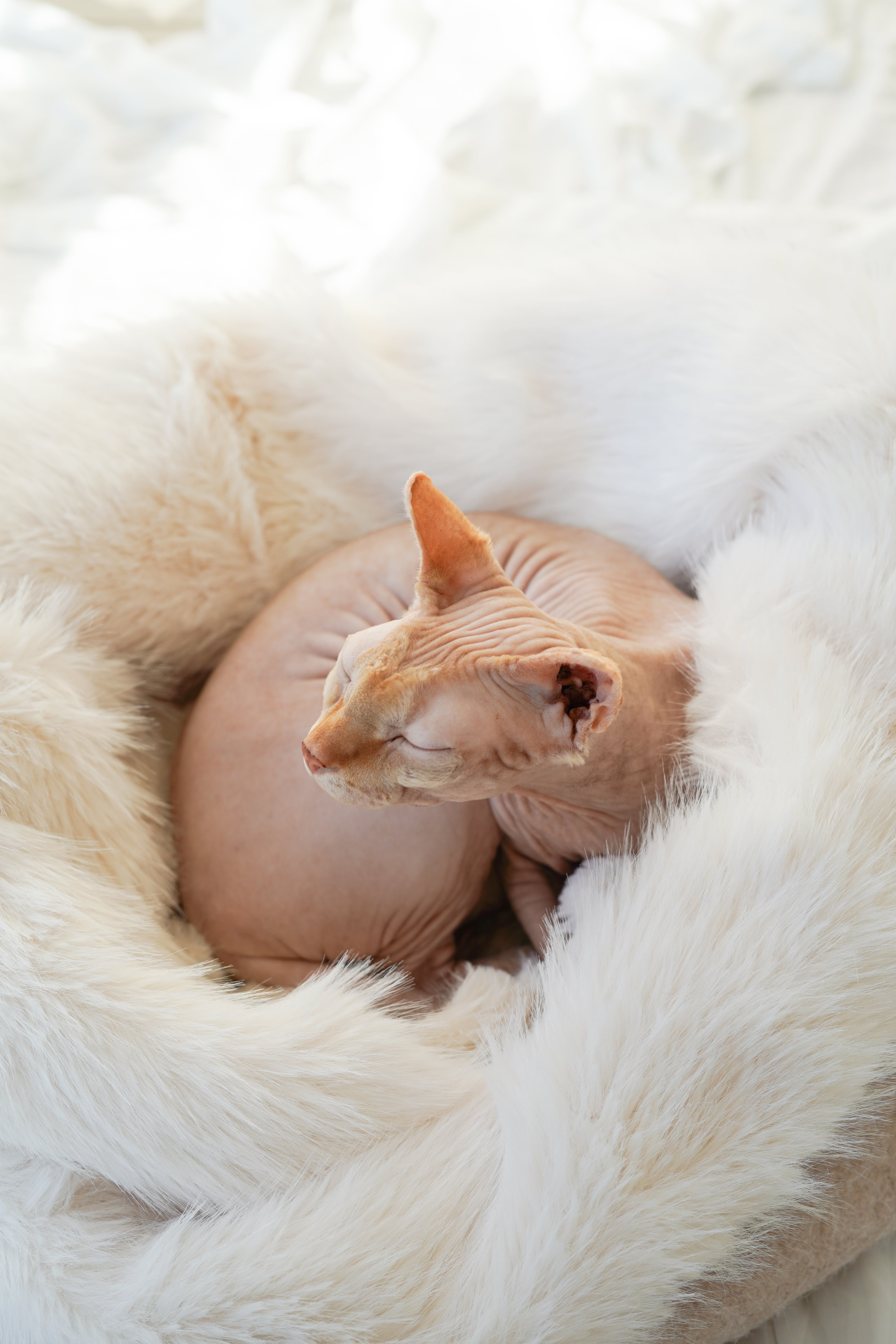 Sac de couchage Gigoteuse pour chien et chat