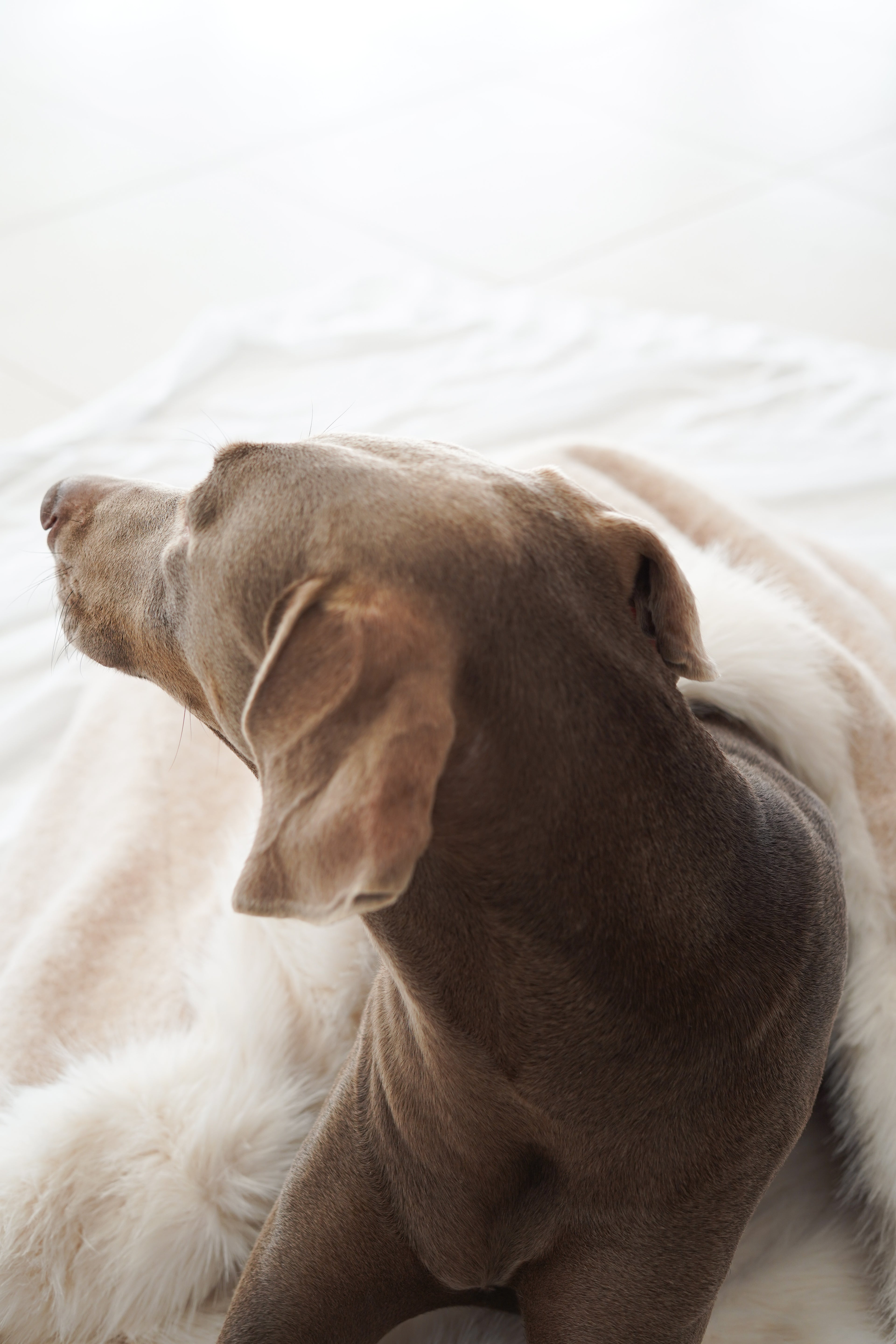 Sac de couchage Gigoteuse pour chien et chat