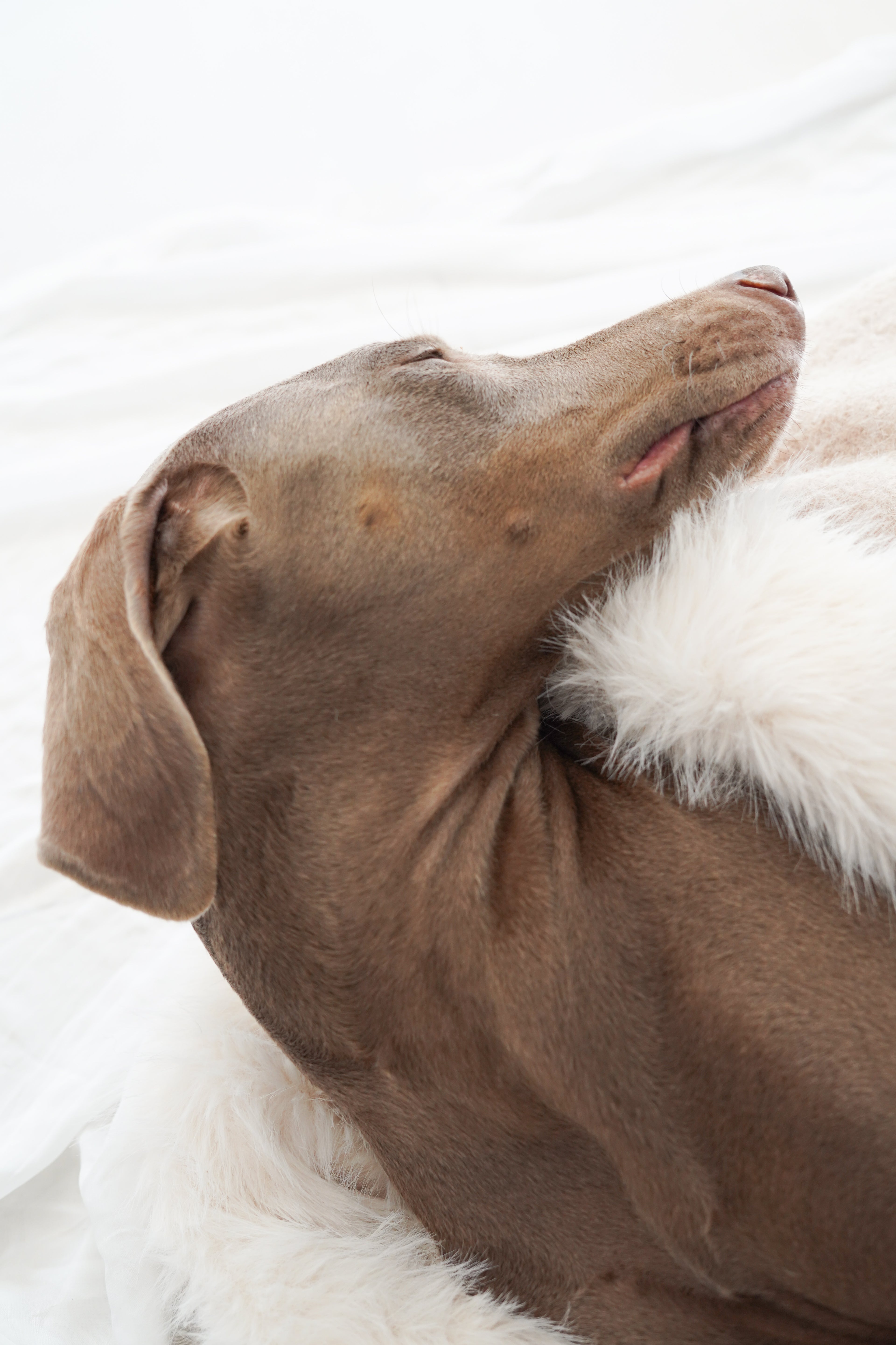 Sac de couchage Gigoteuse pour chien et chat