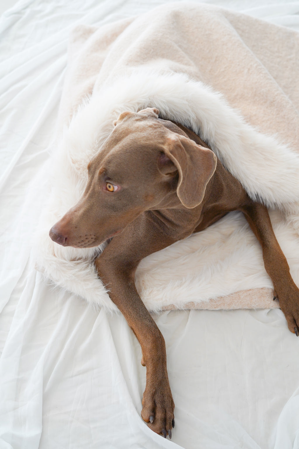 Sac de couchage Gigoteuse pour chien et chat