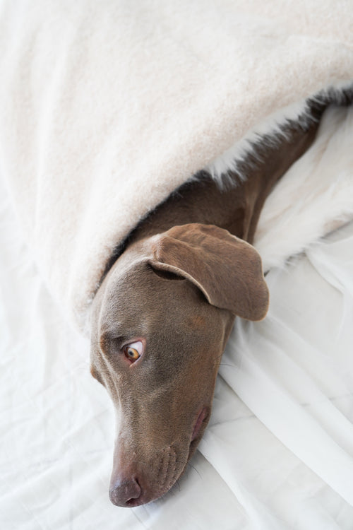 Sac de couchage Gigoteuse pour chien et chat