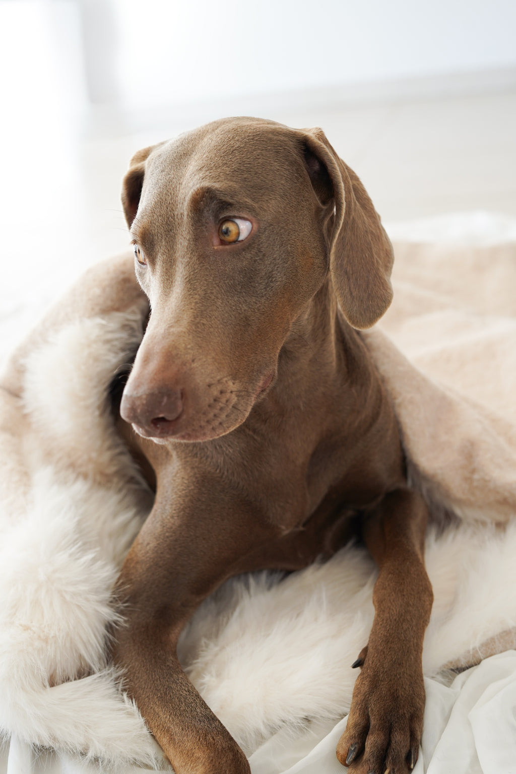 Sac de couchage Gigoteuse pour chien et chat