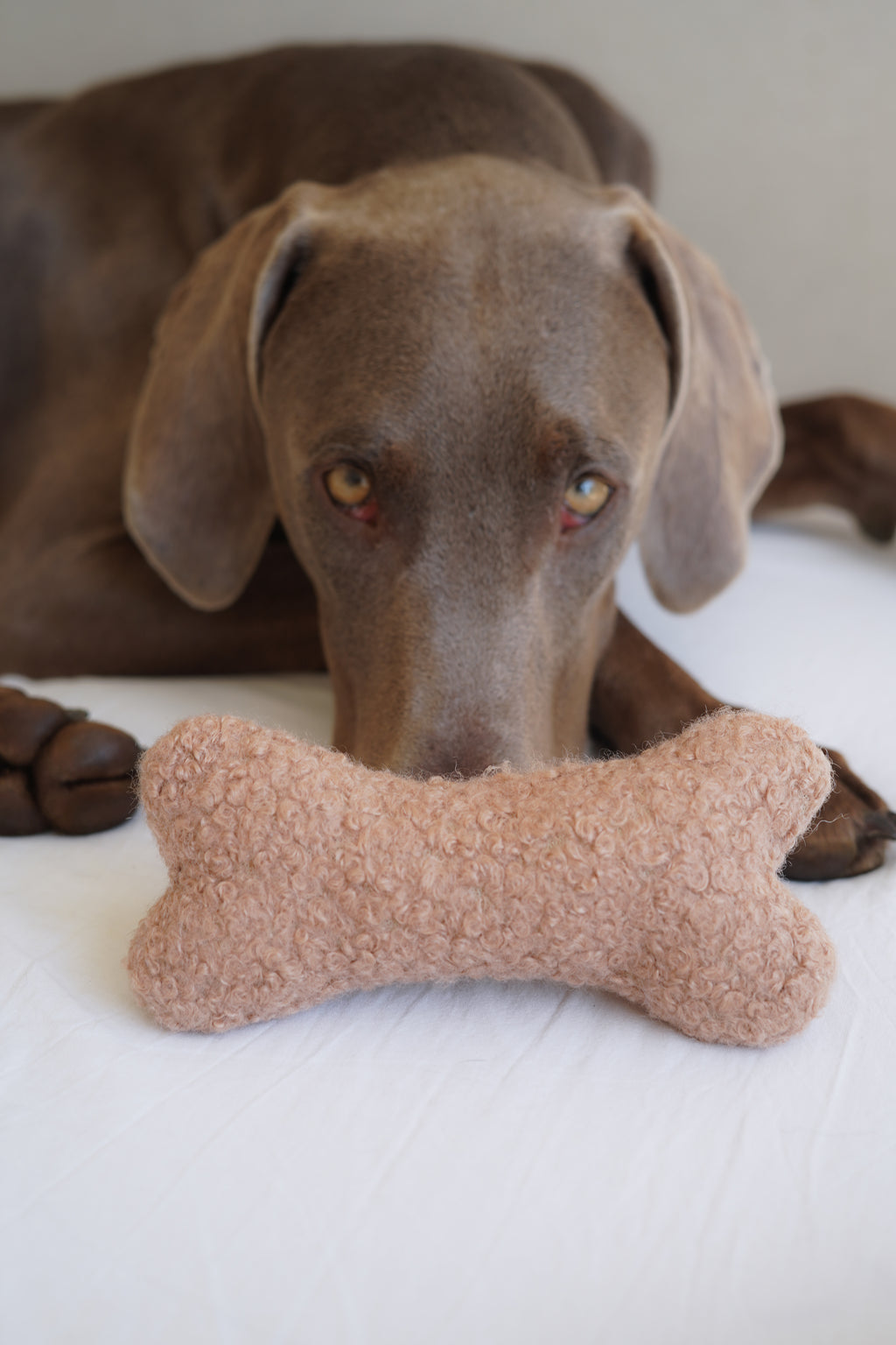 Doudou os teddy fluffy pour chien