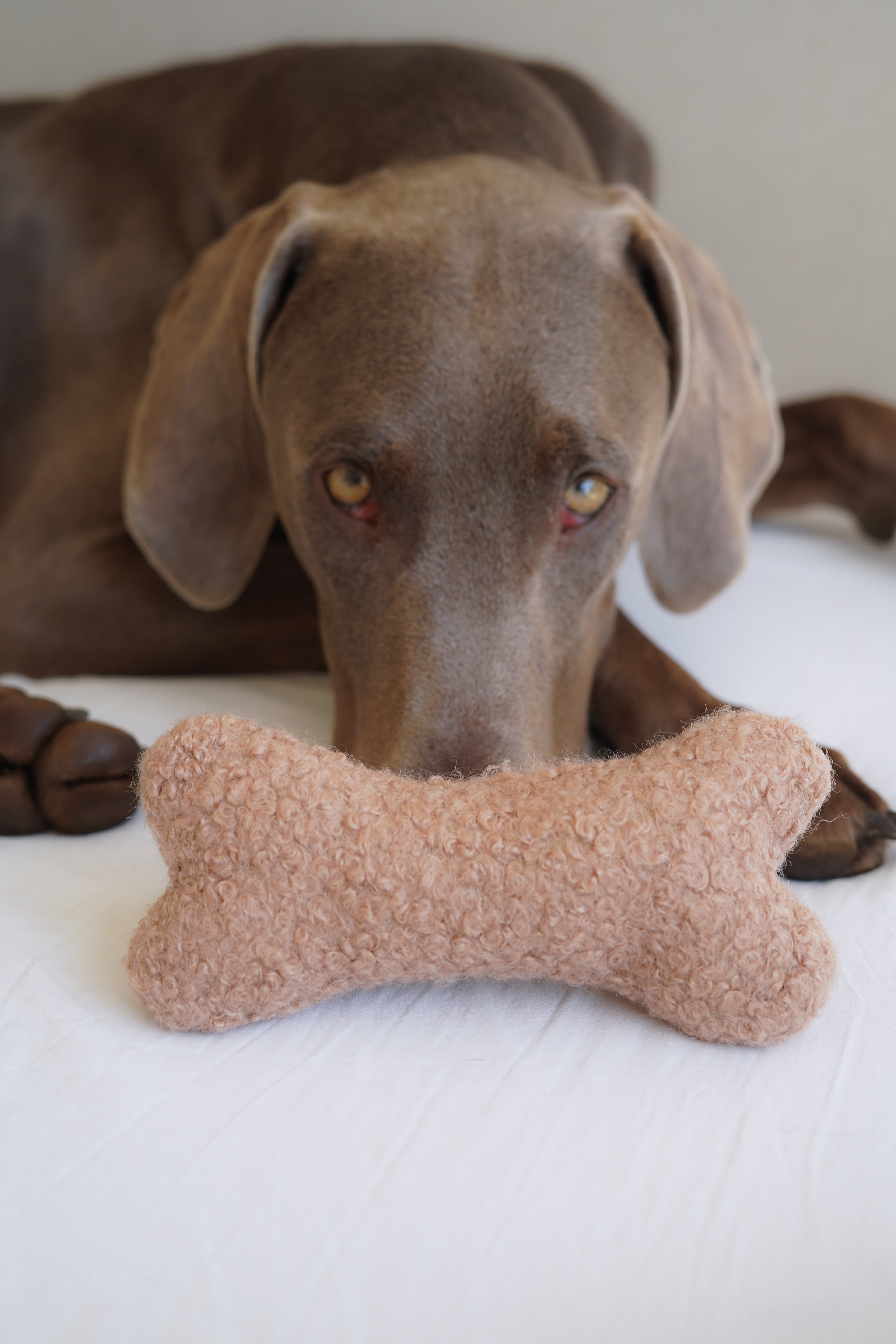 Doudou os teddy fluffy pour chien
