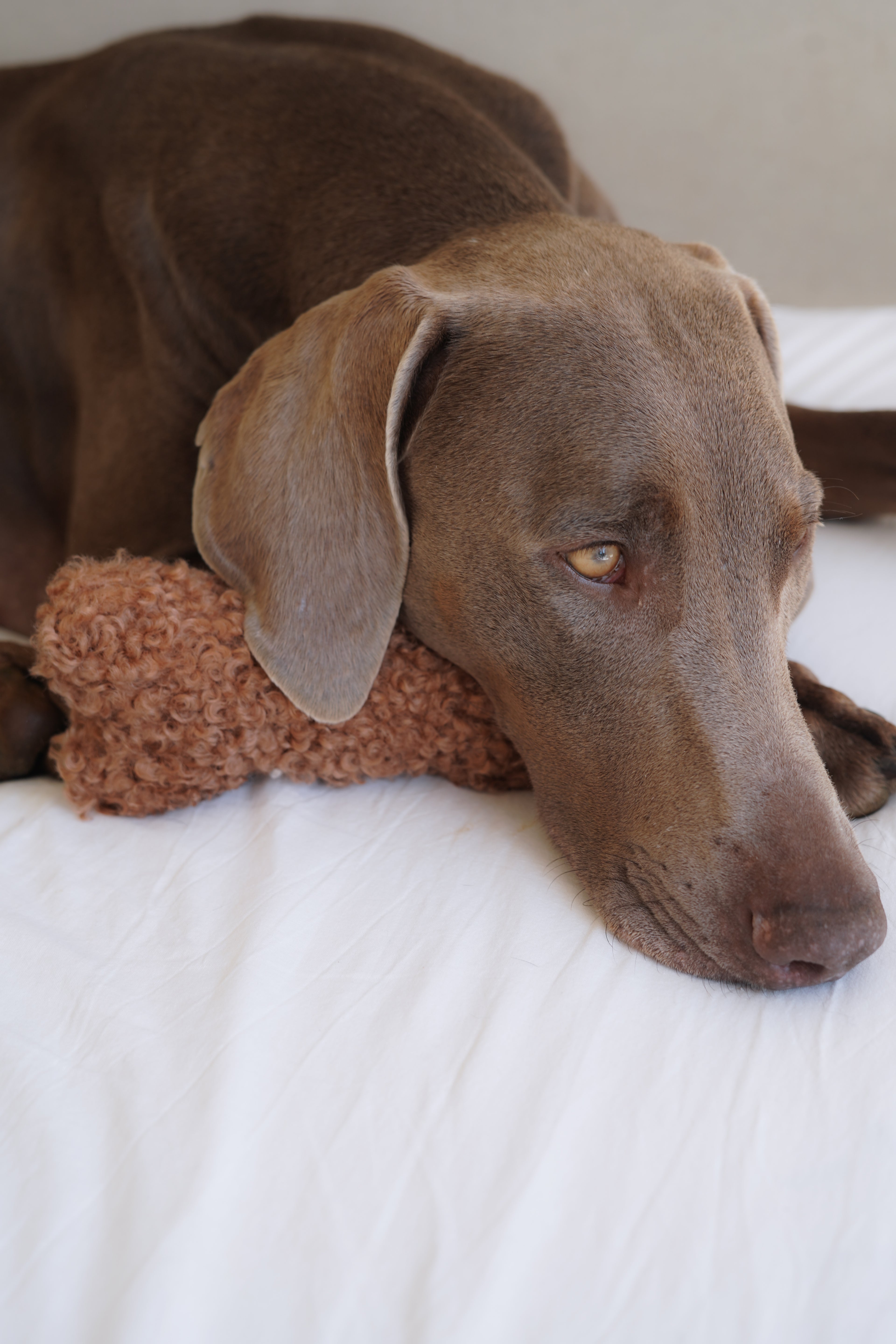 Doudou os teddy fluffy pour chien