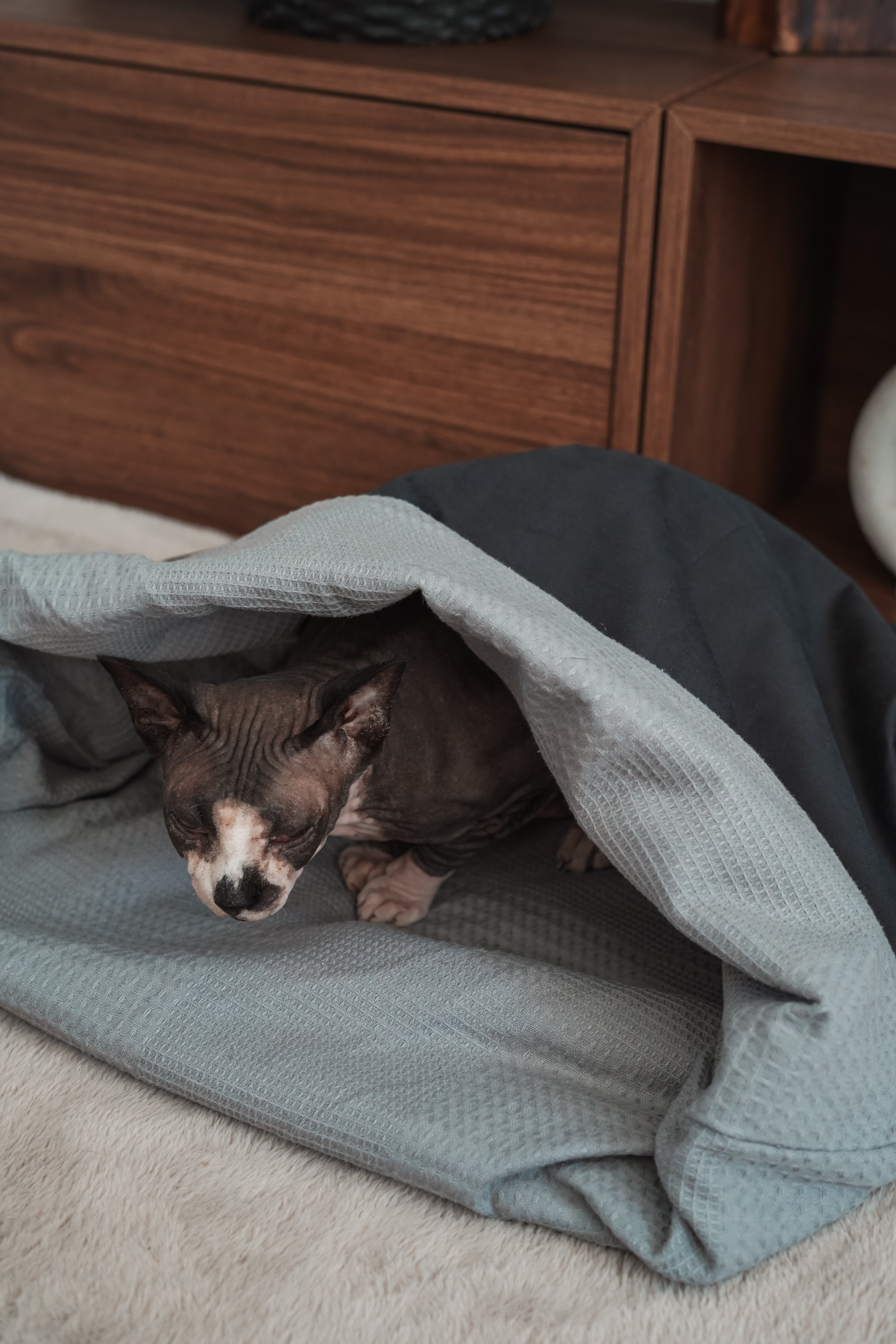 Sac de couchage Cocon été pour chien et chat Gris