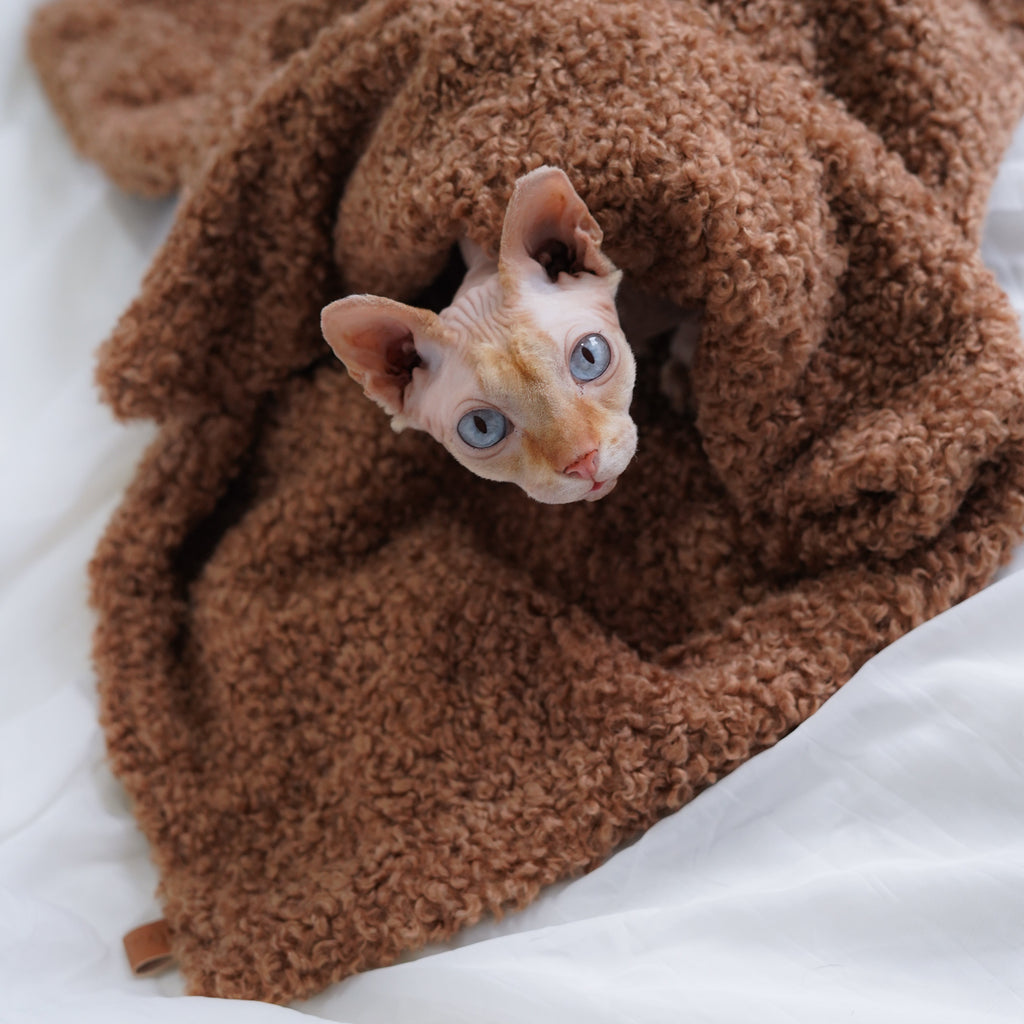 Plaid teddy pour petit chien et chat