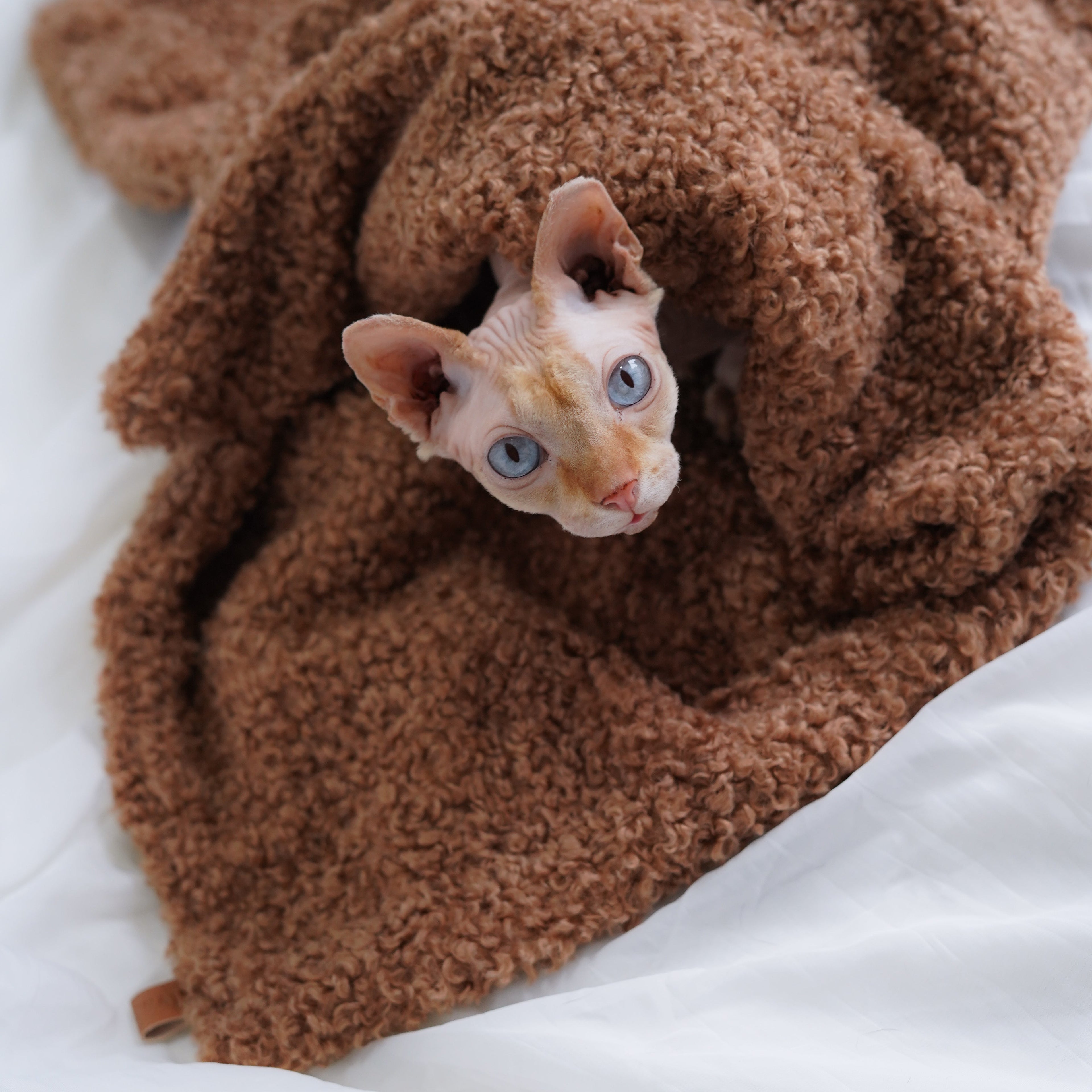 Plaid teddy pour petit chien et chat