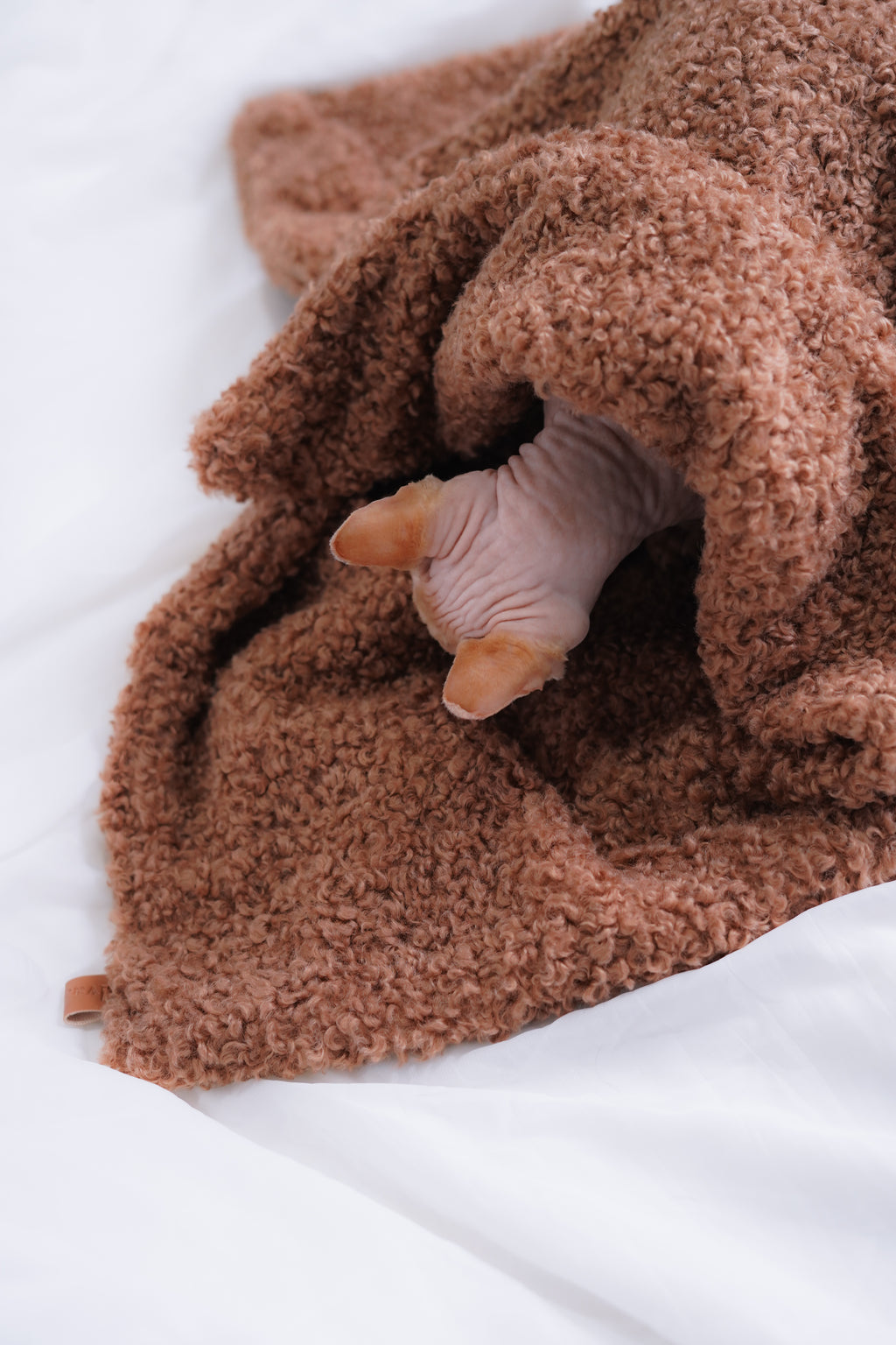 Plaid teddy pour petit chien et chat