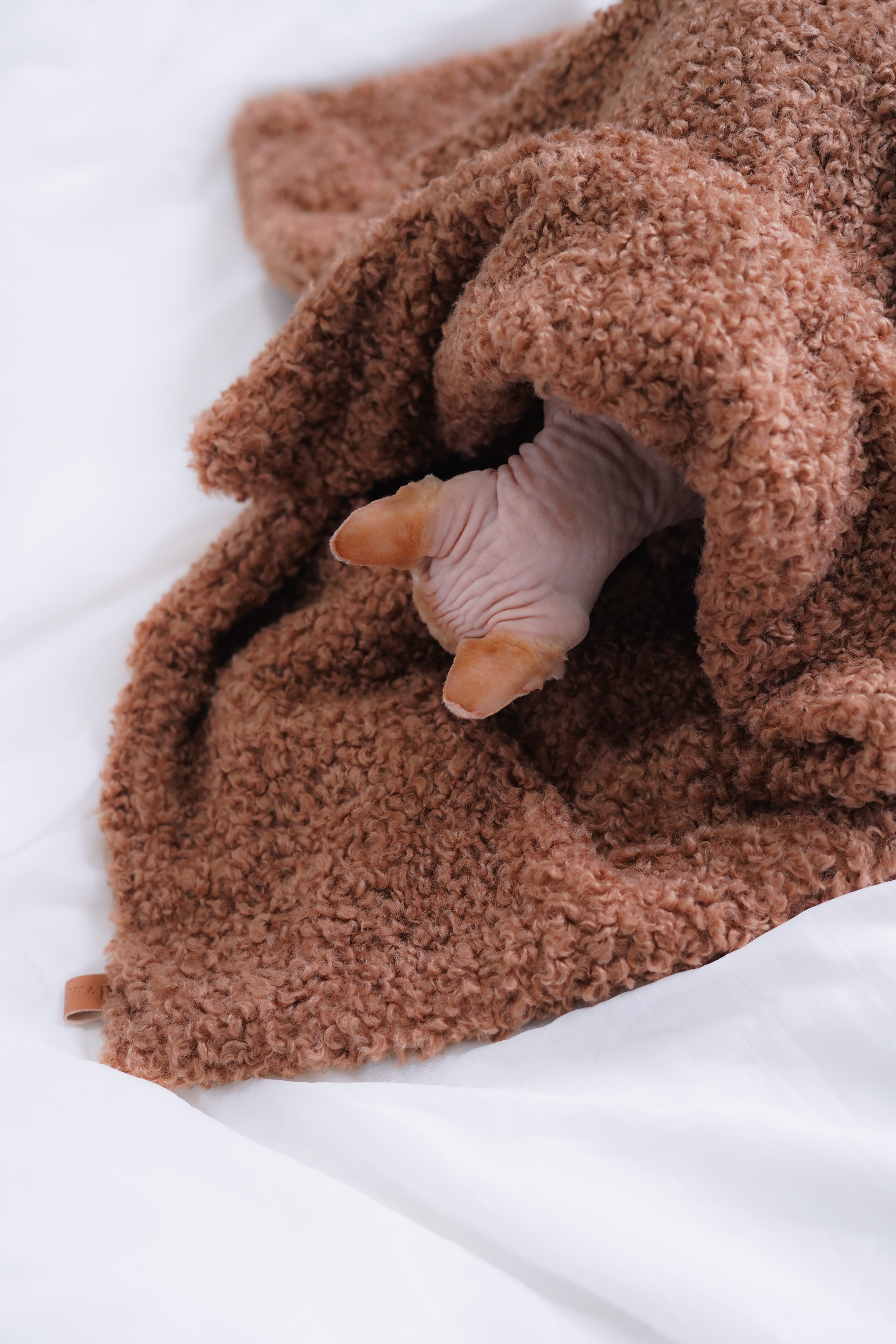 Plaid teddy pour petit chien et chat