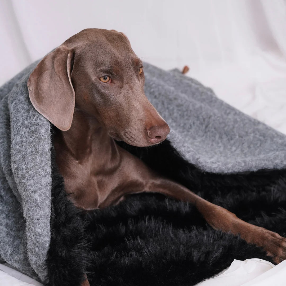 Cocon pour chien et chat offrant confort et sécurité