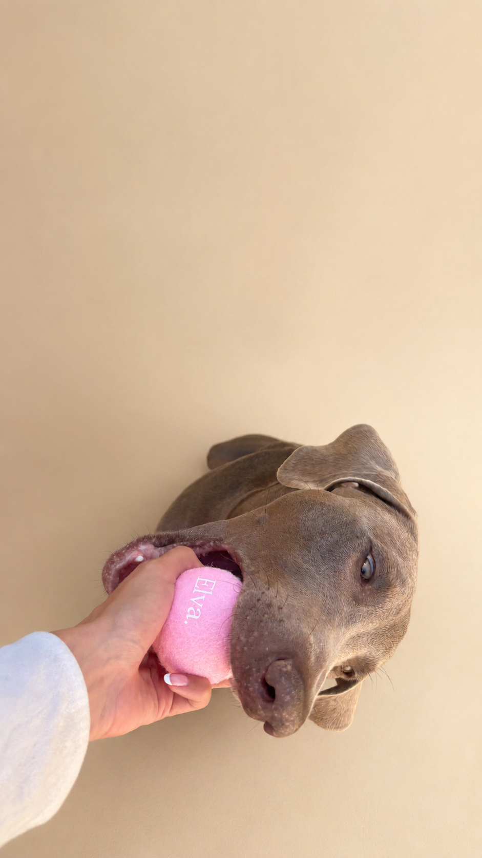 Lots de 3 Balles pour chien roses
