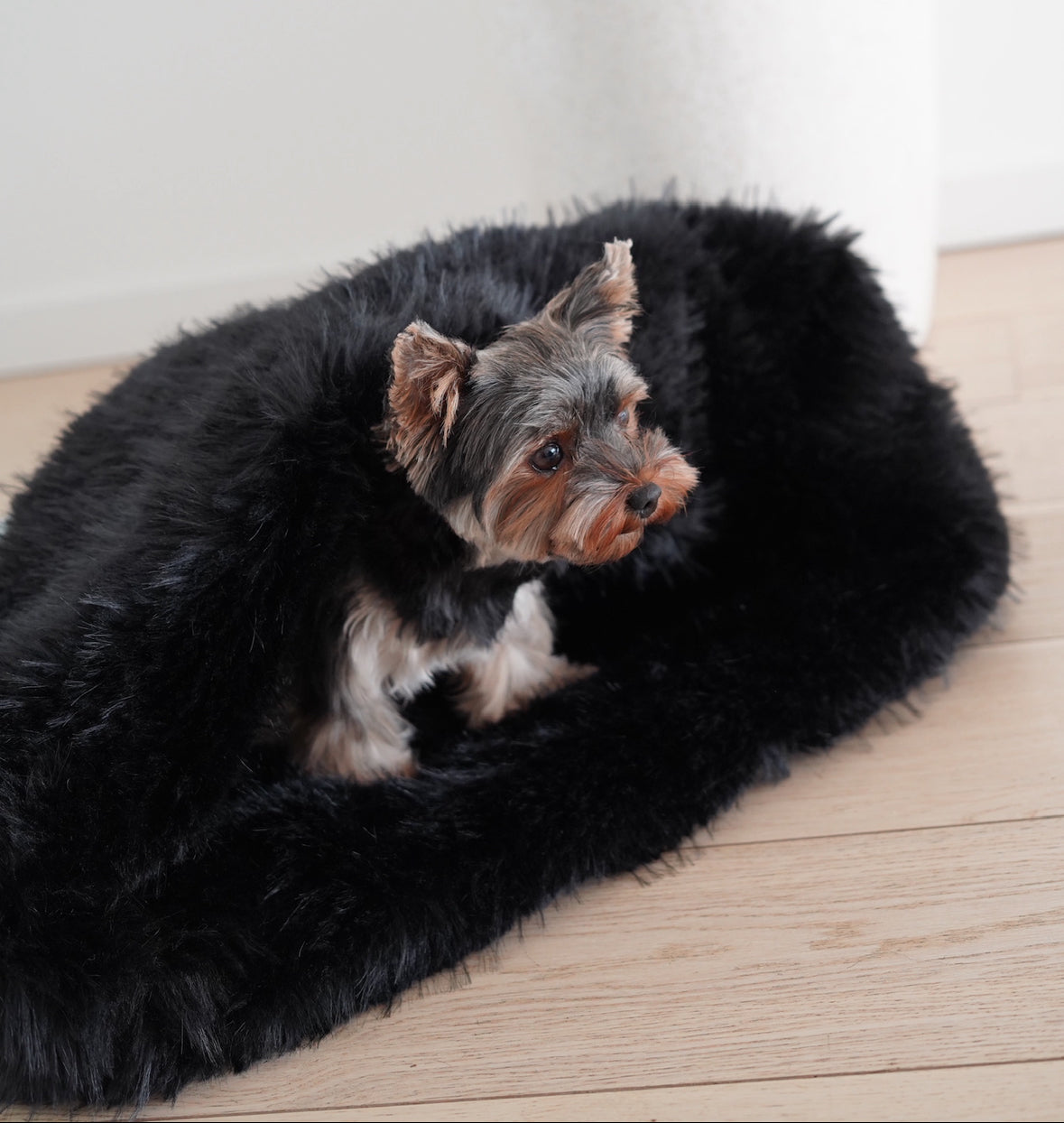 chien sommeil profond dans son cocon en laine et fausse fourrure