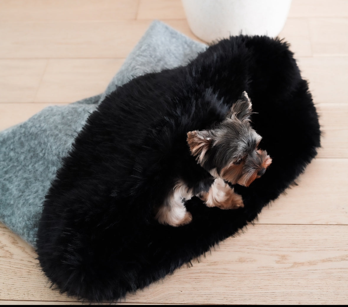 chien dormant dans sa gigoteuse toute douce en laine