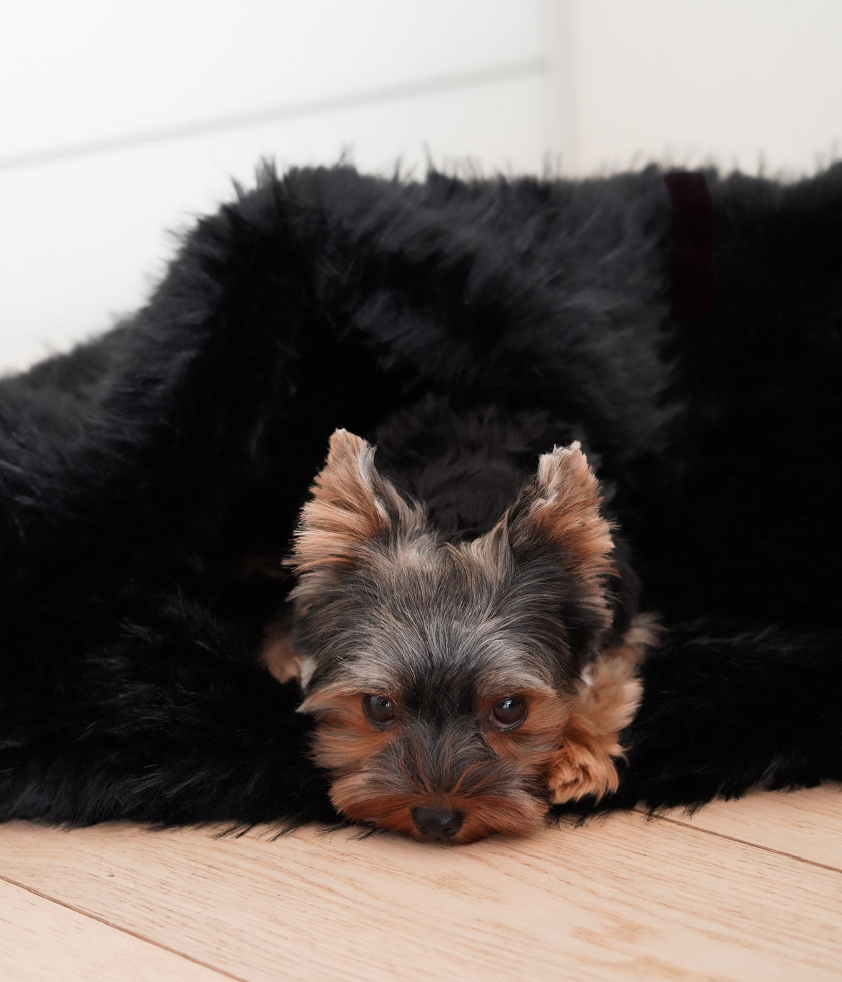 chien apaisé dans son sac de couchage en fausse fourrure