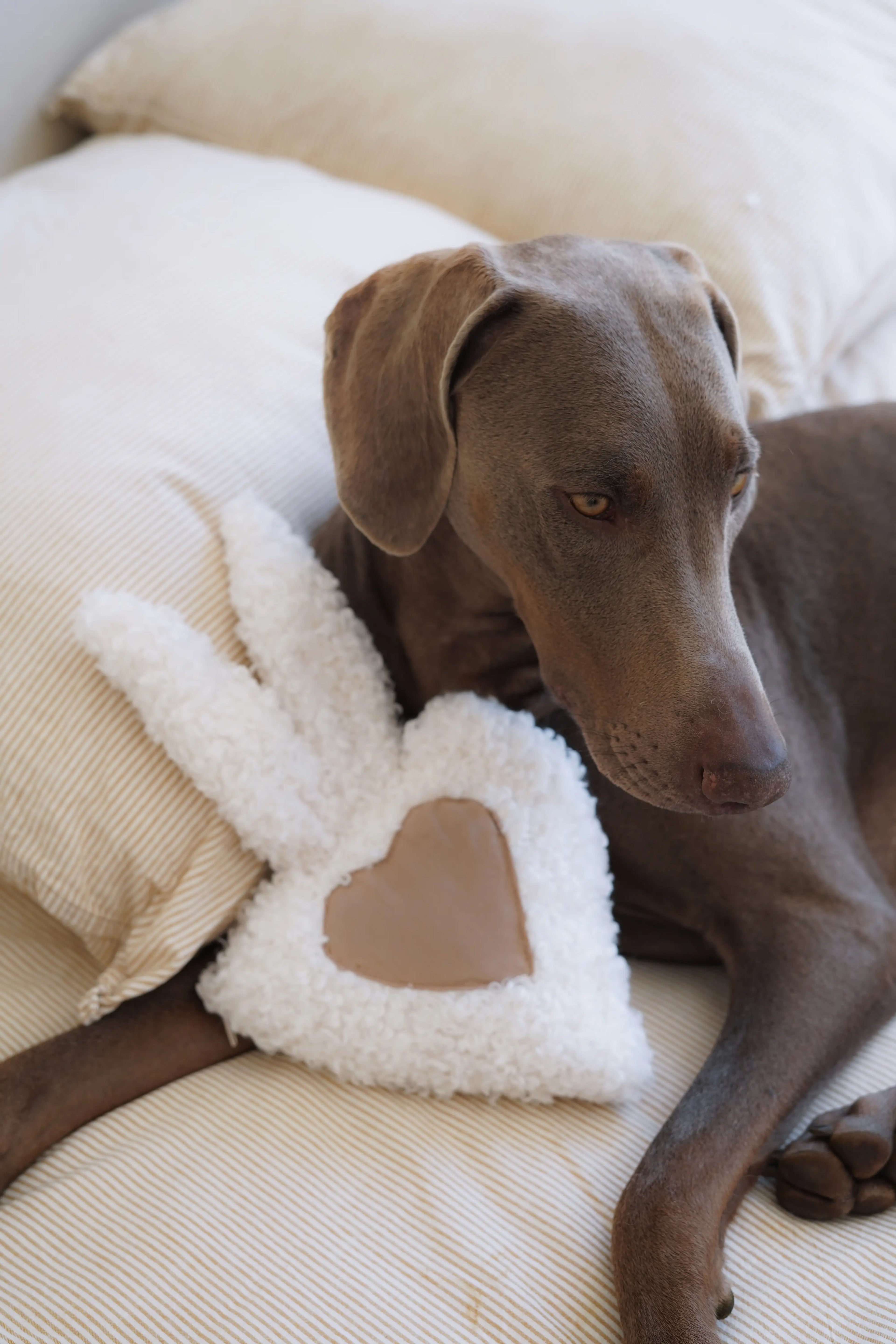 chien avec peluche apaisante blanche et beige