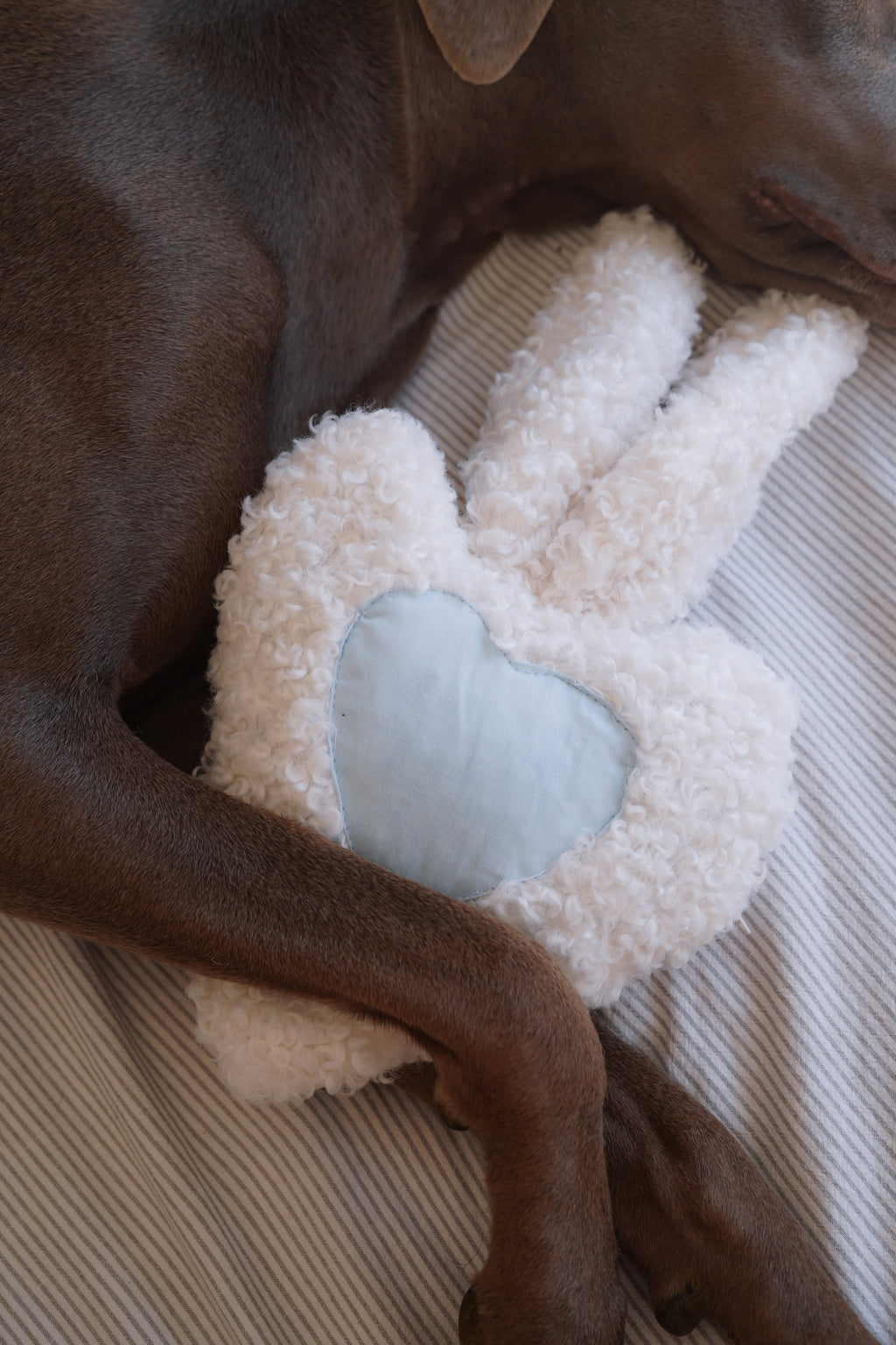 Snuggy - Le doudou qui garde votre odeur pour apaiser votre chien