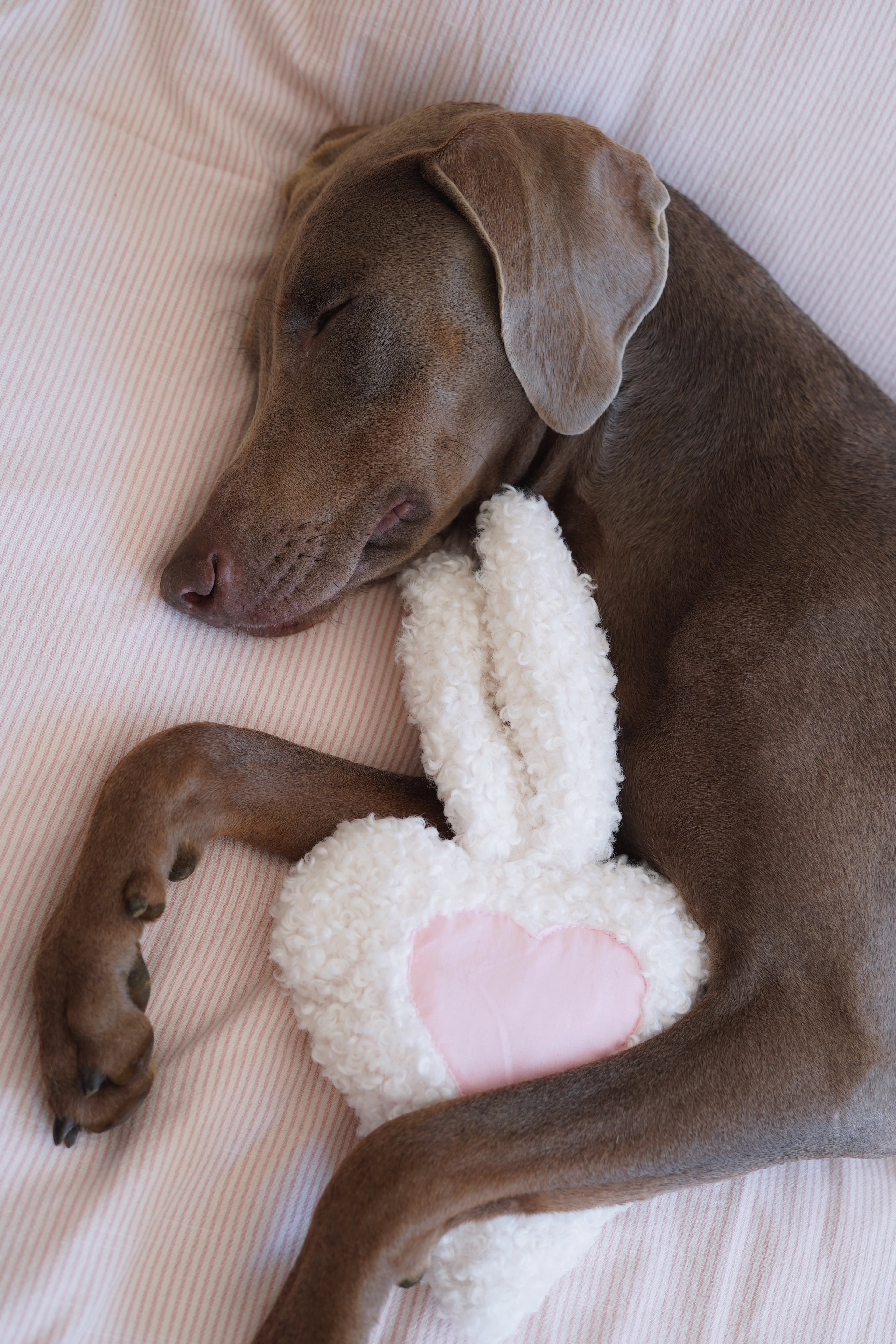Snuggy - Le doudou qui garde votre odeur pour apaiser votre chien