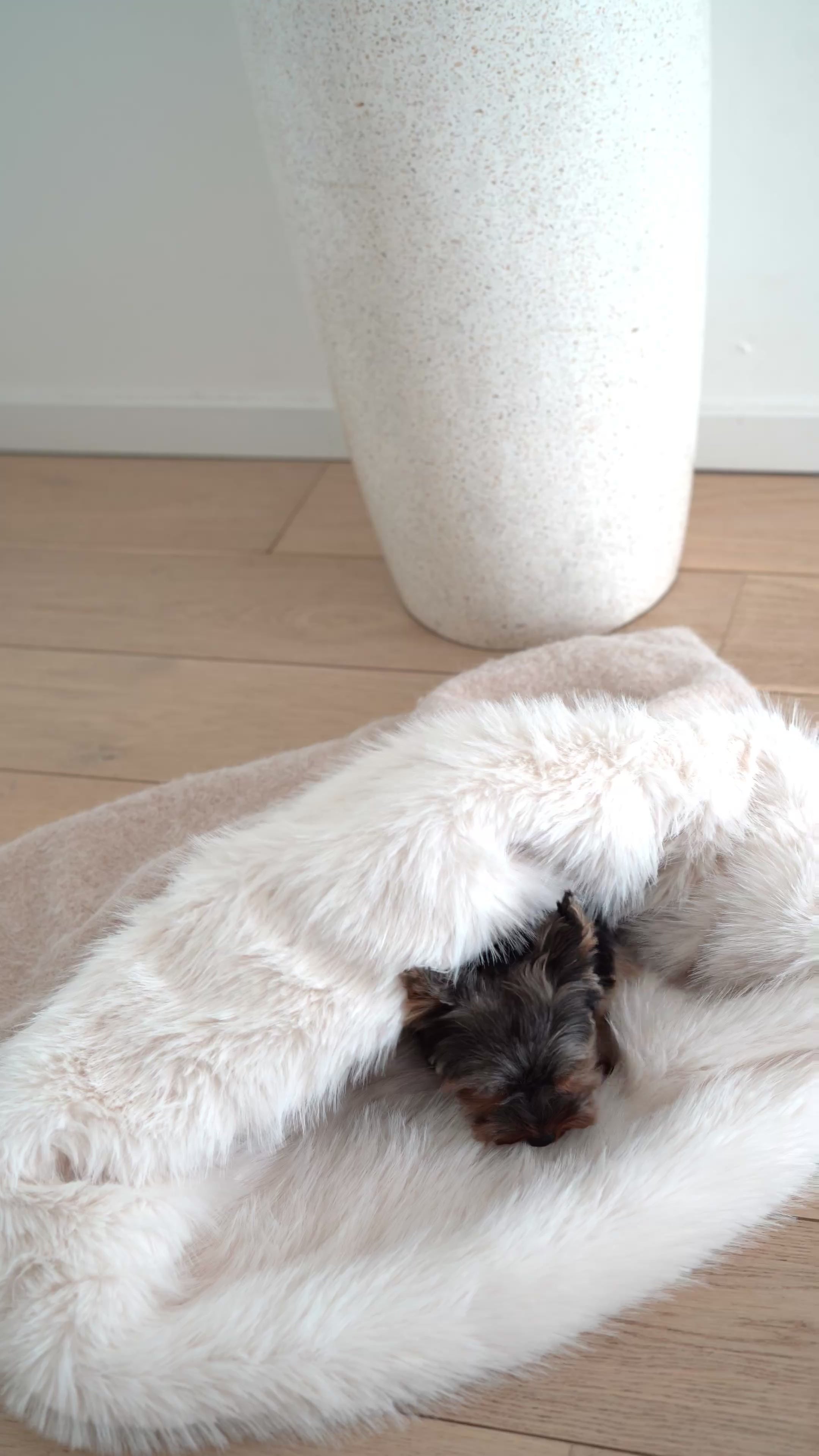 Vidéo d’un chien se relaxant dans un cocon confortable en tissu laine et fausse fourrure, conçu pour apaiser le stress et l’anxiété des chiens