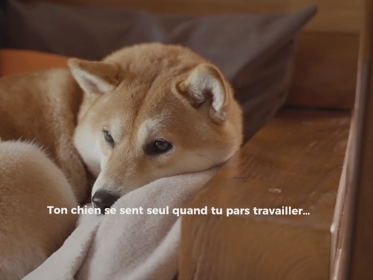 vidéo chiens apaisés 