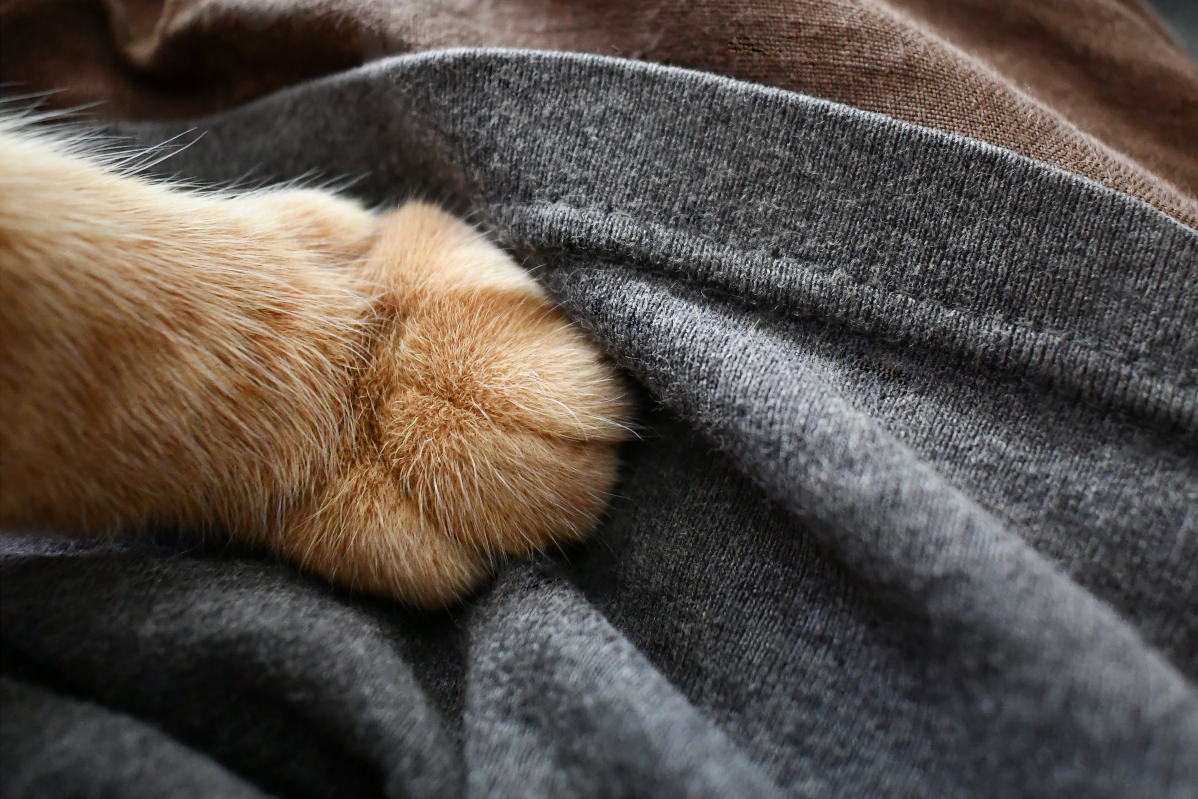  tissus propre et non traité pour les chiens et chats